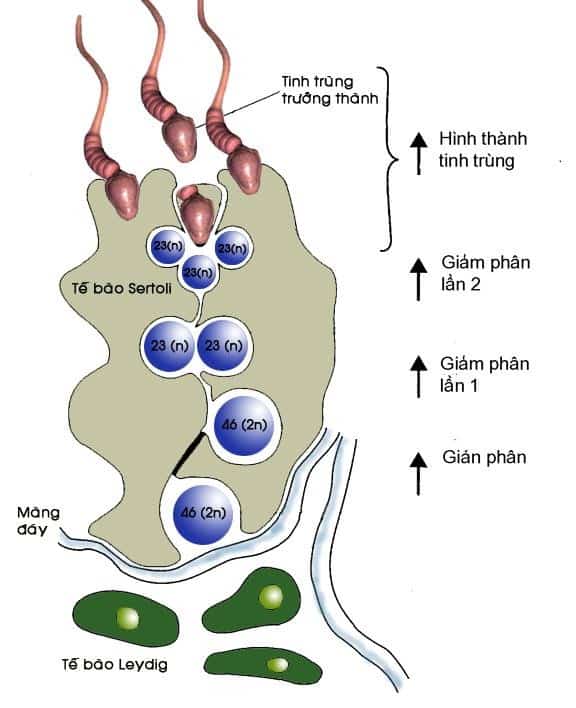 qua trinh sinh tinh