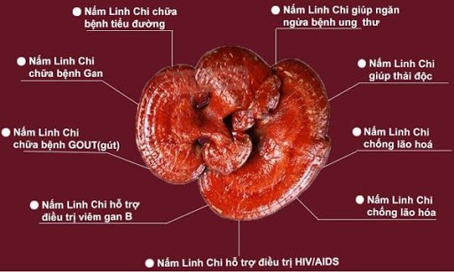 NẤM LINH CHI SỐ 1 TẠI ĐÀ NẴNG