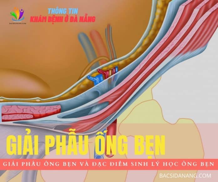 giải phẫu ống bẹn