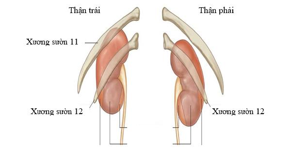 GIẢI PHẪU HỌC TRONG PHẪU THUẬT THẬN QUA DA