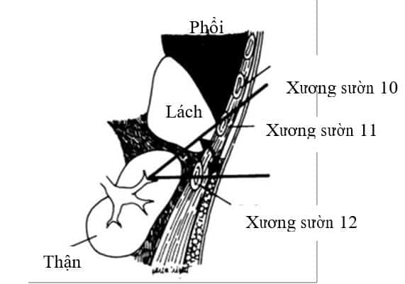 GIẢI PHẪU HỌC TRONG TÁN SỎI THẬN QUA DA